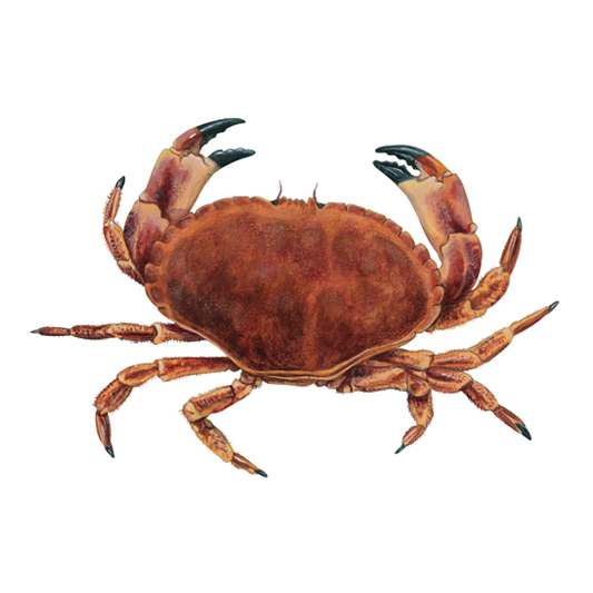 Crab, Brown