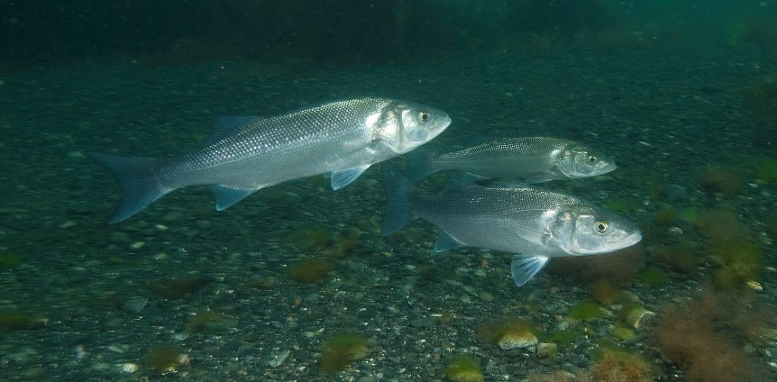 Good news for Bass conservation... but will it last? 