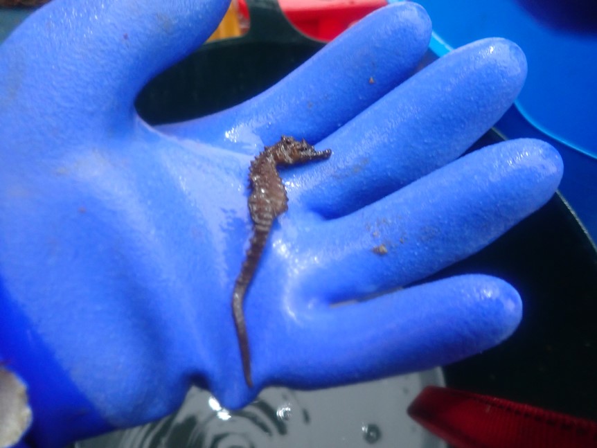 Incredible biodiversity on Fal oyster fishery, notes from a day out on the Fal Oyster Survey 2019
