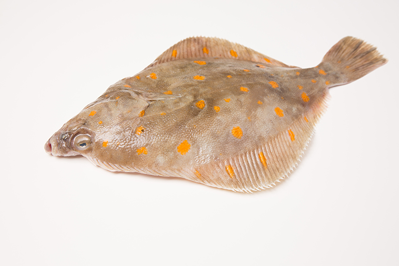 Plaice added to Recommended List