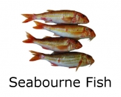Seabourne Fish