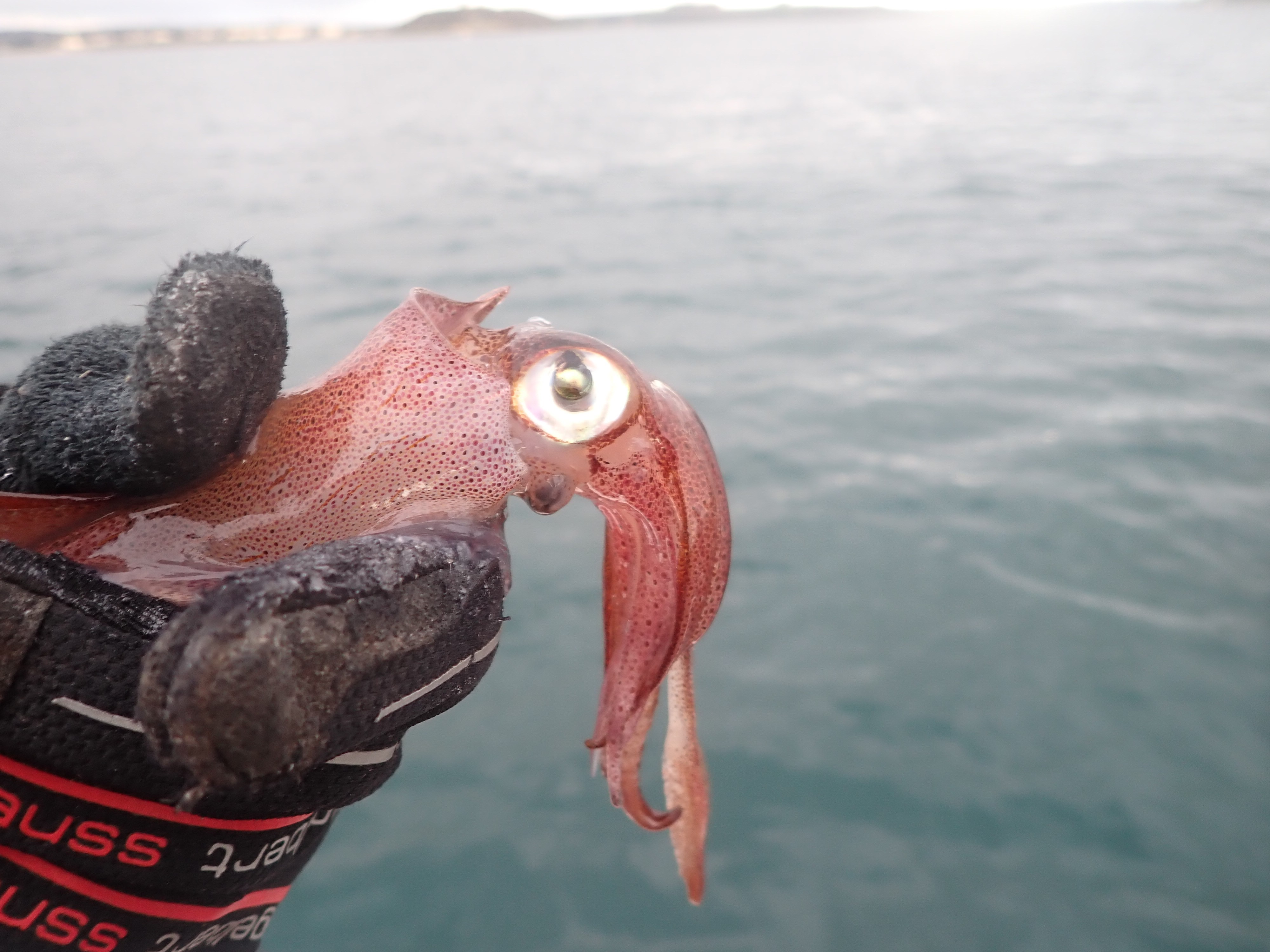 The Dark and Inky Art of Squid Fishing