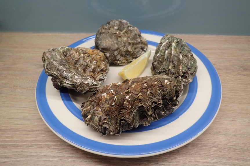 Love Oysters? Eating them helps the environment